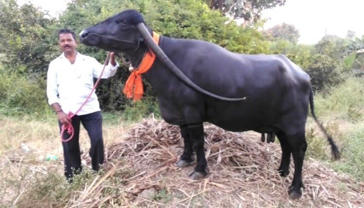 पंढरपुरी भैंस (pandharpuri buffalo )