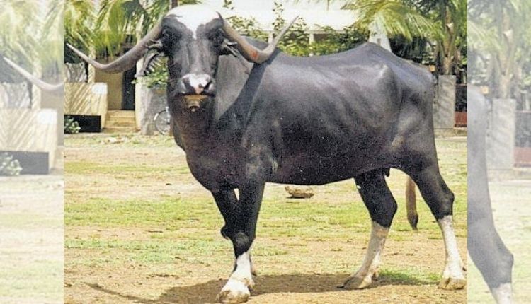 पंढरपुरी भैंस (pandharpuri buffalo )