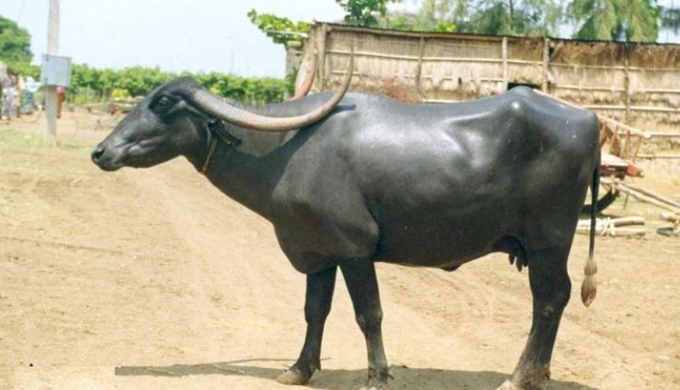 पंढरपुरी भैंस (pandharpuri buffalo )