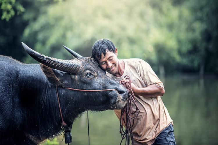 पशुपालन animal farming tips in hindi