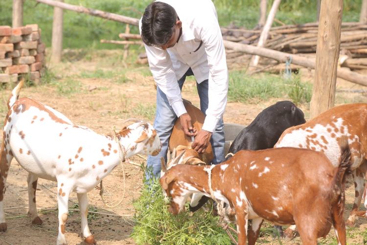 सिरोही बकरी how to start goat dairy farm business tips in hindi