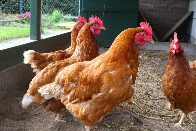 Poultry Farming पोल्ट्री फार्मिंग/मुर्गी पालन