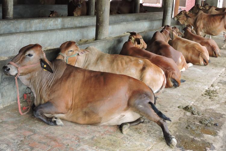 indian cow for dairy farmers