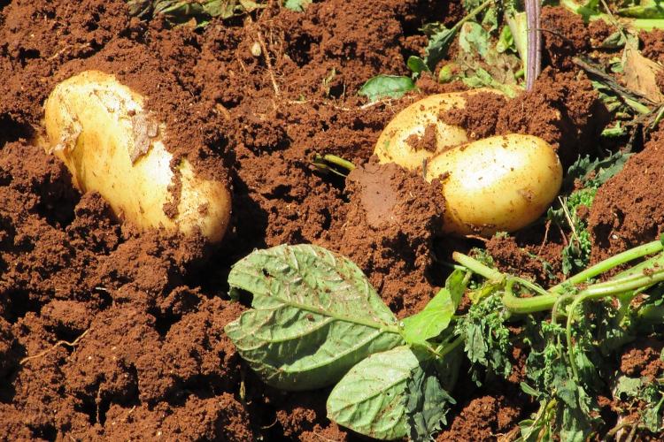आलू की खेती potato farming alu ki kheti kaise kare in hindi