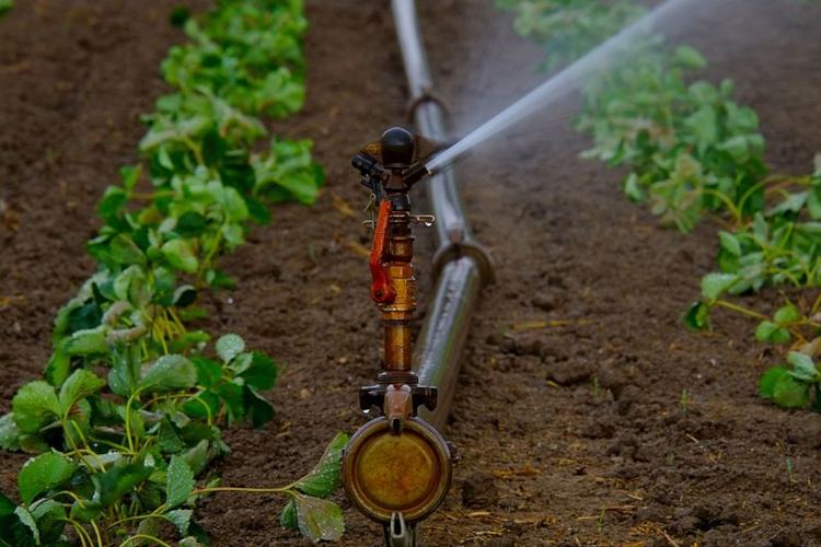 रेनगन से सिंचाई (Raingun Irrigation System)