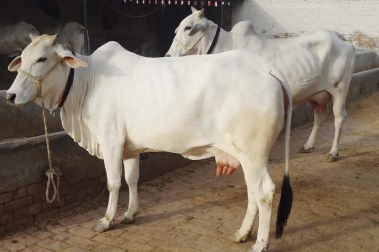 डेयरी फार्मिंग tharparkar cow for indian dairy farmers
