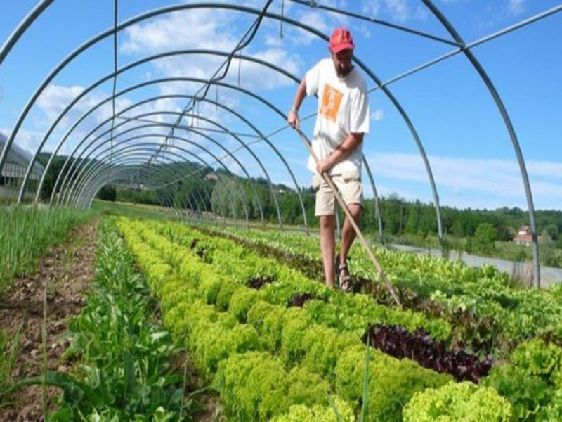 Advantages and Disadvantages of Organic Farming