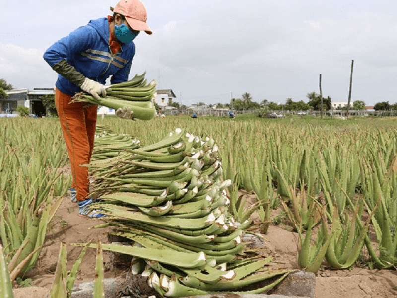 एलोवेरा की खेती Aloevera Farming