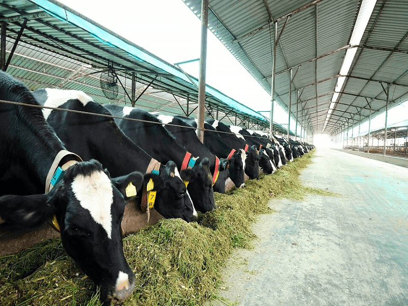 Dairy Farming