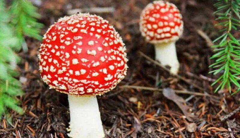 मिलिट्री मशरूम Military Mushroom