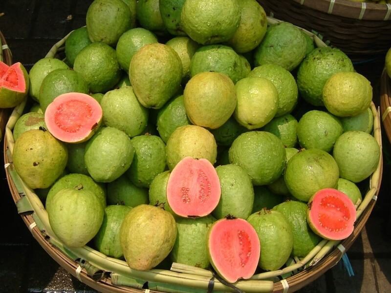 पिंक अमरूद Taiwan Pink guava kheti in hindi