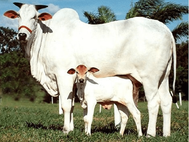 Tharparkar cattle (थारपारकर)
