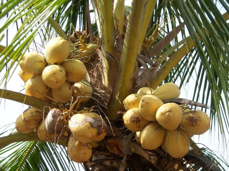 नारियल coconut