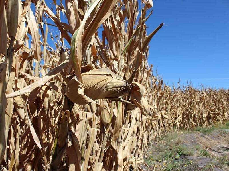 फसल का नुकसान damaged crops drone survey