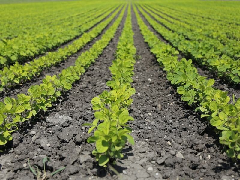 fertilizers in crops