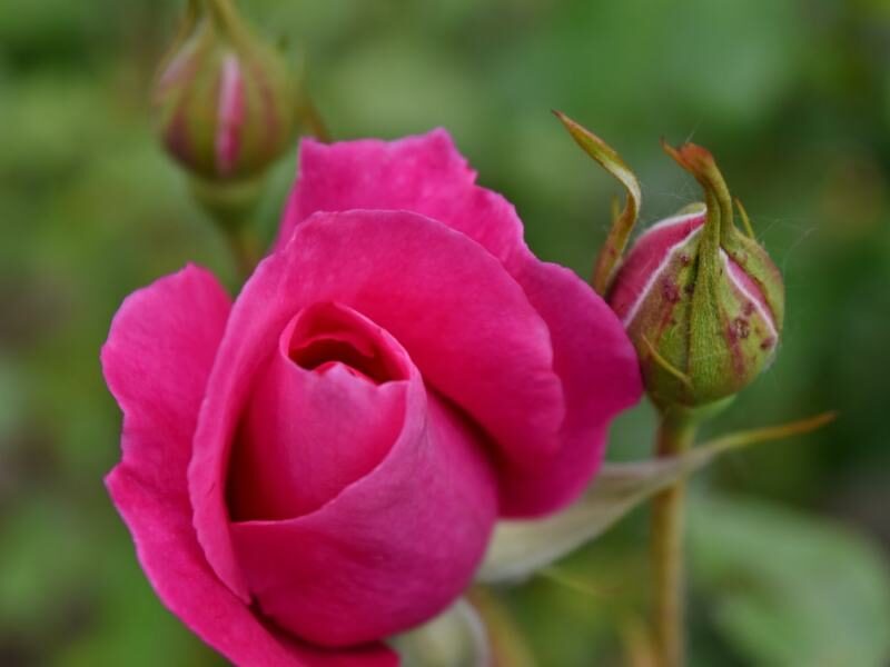 gulab ki kheti kaise kare rose plant care tips in hindi