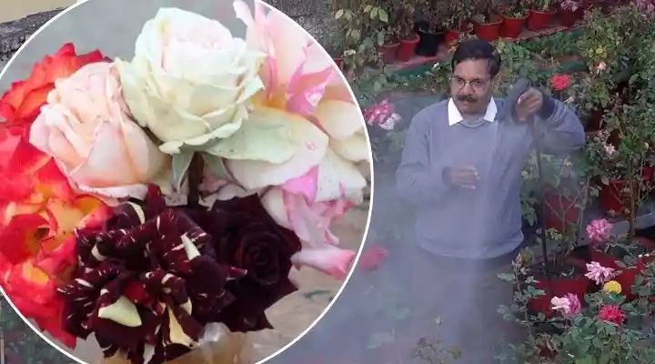 gulab ki kheti kaise kare rose gardening tips in hindi