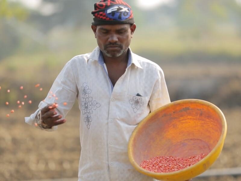 indian farming working in field