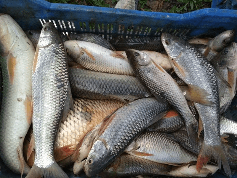 रोहू मछली jayanti rohu fish