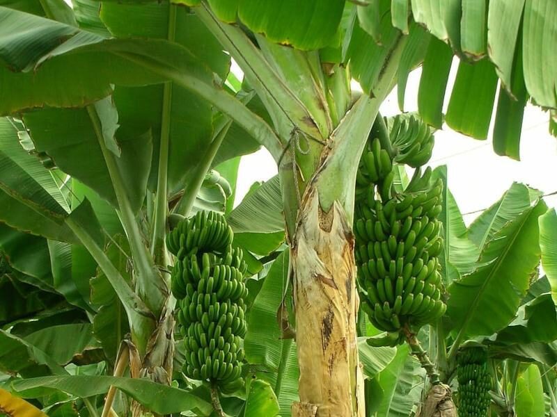 केले की नर्सरी kele ki kheti kaise kare banana farming tips in hindi