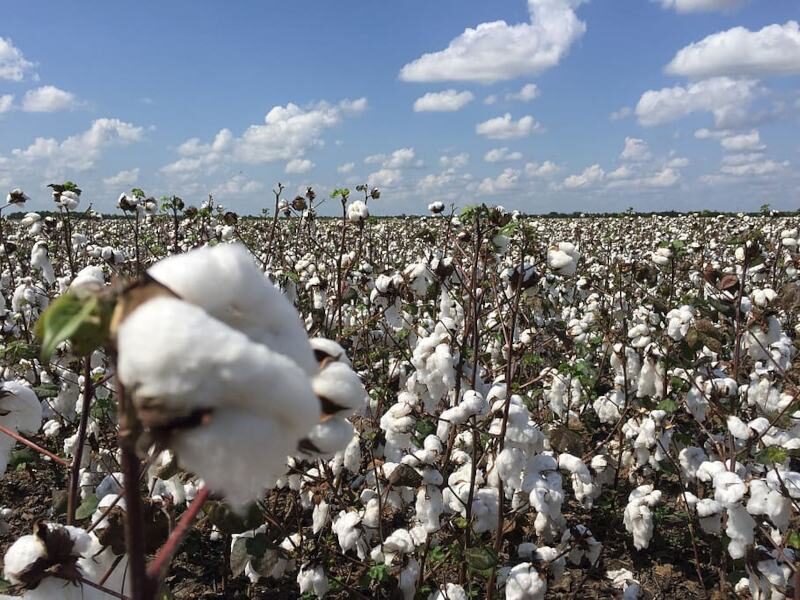 कपास की फसल latest cotton price