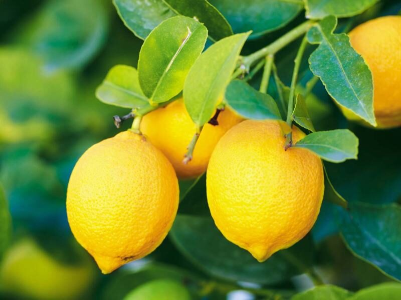 lemon benefits in hindi