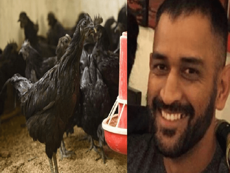 ms dhoni kadaknath chicken