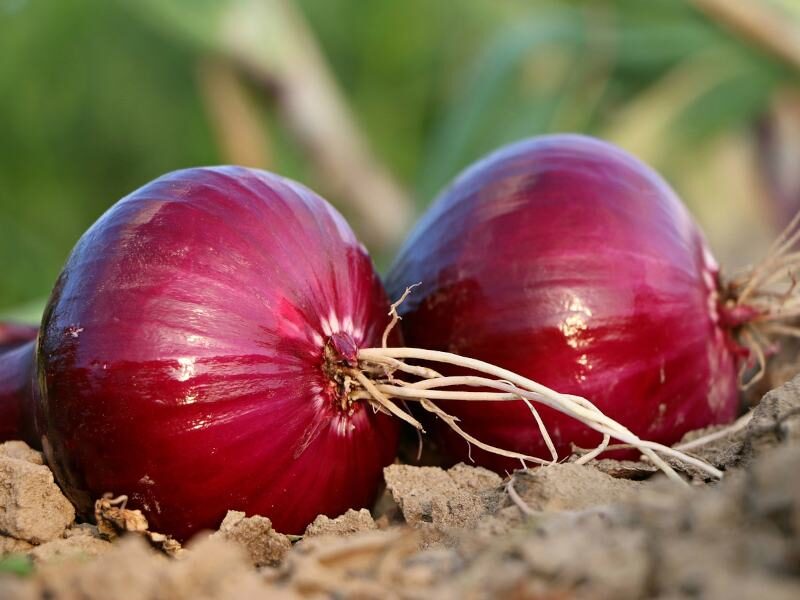 प्याज onion prices