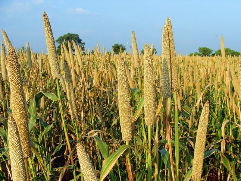 pearl millet Bajra helps to reduce diabetes