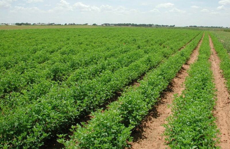 बुवाई rabi season crops