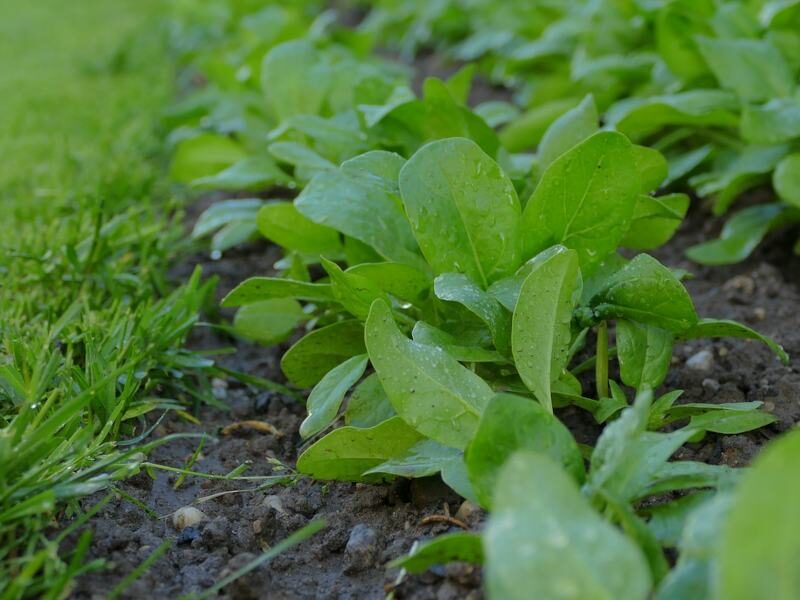 पालक की खेती spinach farming palak ki kheti se kamai