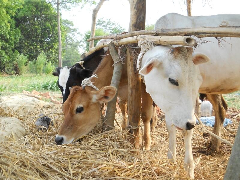 पशु किसान क्रेडिट कार्ड subsidy on cow farming pashu palan