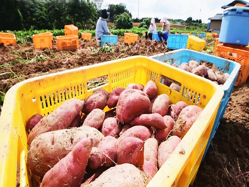 शकरकंद sweet potato farming