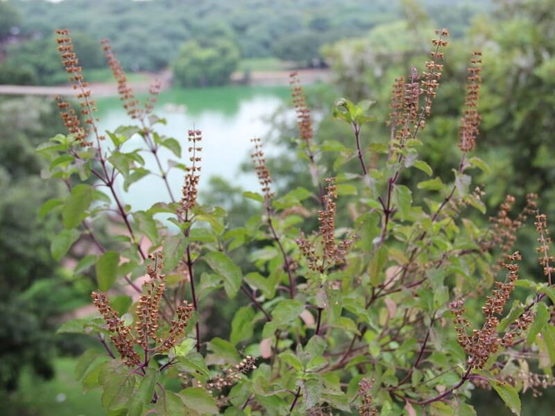 तुलसी tulsi ki kheti kaise kare tips in hindi