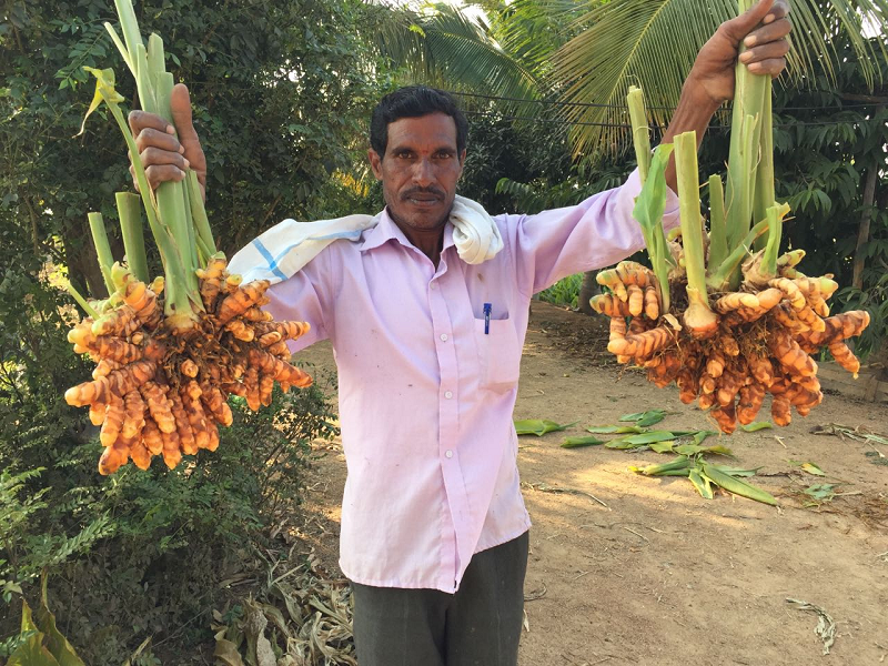 हल्दी की खेती Turmeric farming