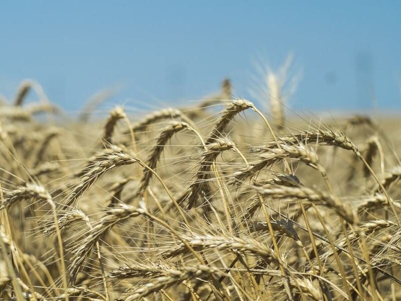 प्रमाणित बीज wheat crop seeds