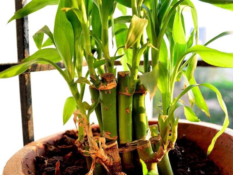 बैम्बू का पौधा (bamboo plant)