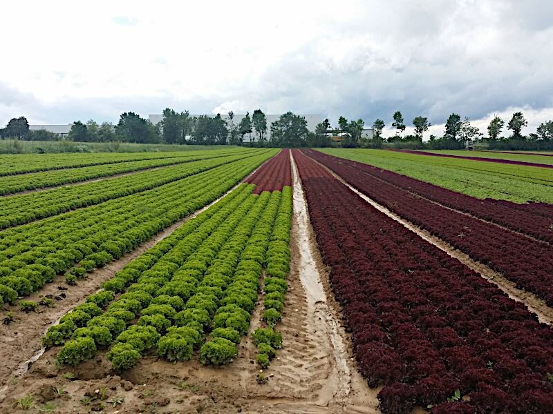 crops in indian farmers