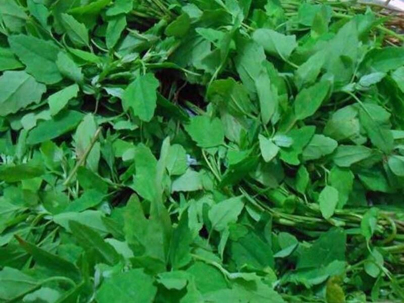 health benefits of bathua