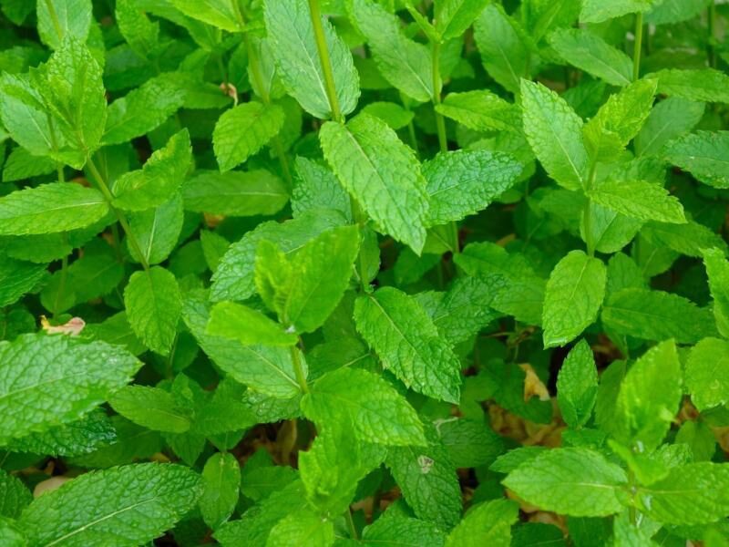 herbal plants growth in india