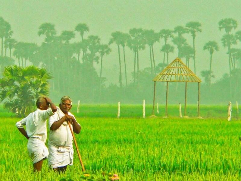 indian farmer crops