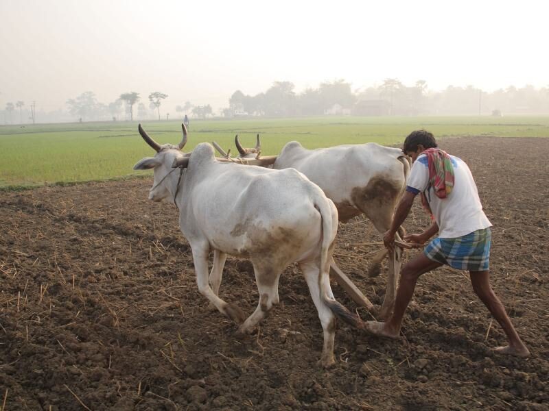 किसान सम्मान निधि Indian farmer plaughing