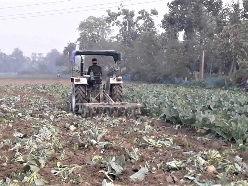 गोभी की फसल बर्बाद करने की आई नौबत, नए कृषि कानून से मिला 10 गुना ज्यादा मुनाफा