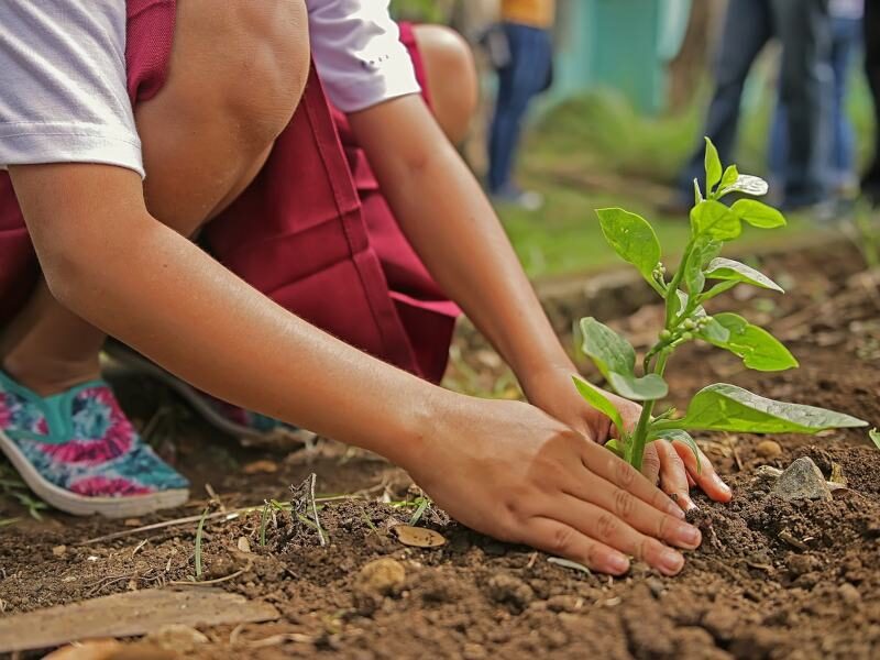 planting in MP