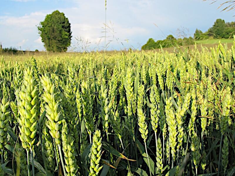 रबी का बुवाई rabi crops