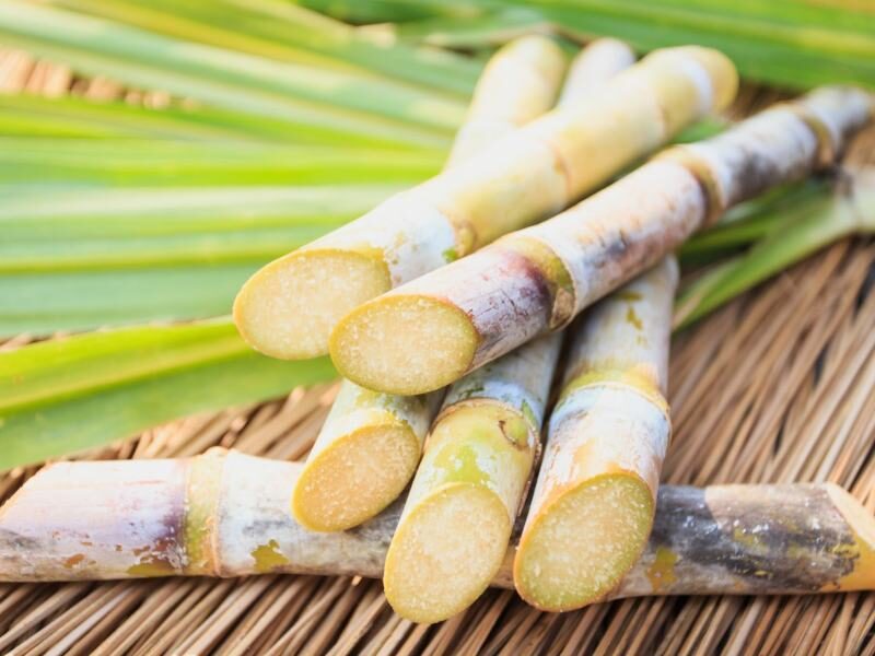 sugarcane