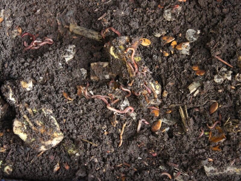 वर्मीकम्पोस्ट vermi compost fertilizer