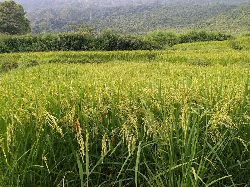 agriculture sector in hindi