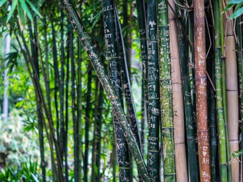 bamboo farming