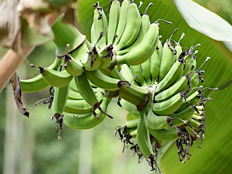 banana farming